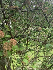 Viburnum carlcephalum