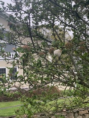 Viburnum carlcephalum
