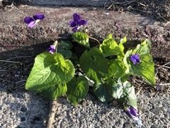 Viola sororia