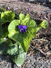 Viola sororia