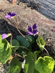 Viola sororia