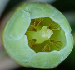 Pouteria campechiana