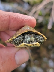 Pseudemys concinna concinna