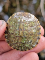 Pseudemys concinna concinna