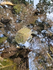 Pseudemys concinna concinna