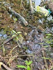 Pseudemys concinna concinna