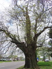 Sassafras albidum