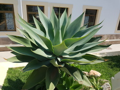 Agave attenuata