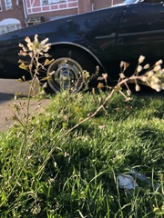 Capsella bursa-pastoris