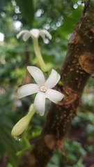 Vasconcellea cauliflora