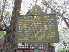 Sassafras albidum