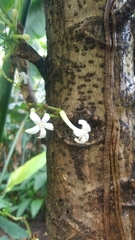 Vasconcellea cauliflora