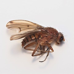 Suillia quinquepunctata