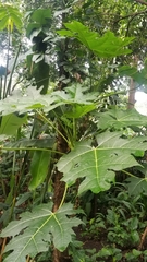 Vasconcellea cauliflora