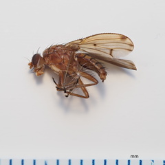 Suillia quinquepunctata