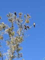 Nannopterum brasilianum