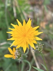 Krigia dandelion