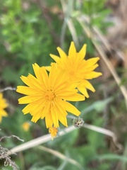 Krigia dandelion