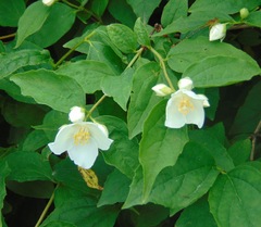 Philadelphus coronarius
