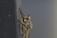 Eutolmus rufibarbis