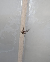 Nesticodes rufipes