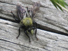 Laphria flavicollis