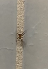 Nesticodes rufipes