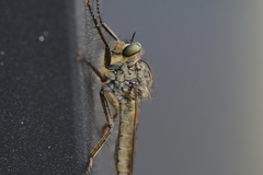 Eutolmus rufibarbis
