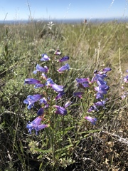 Penstemon cusickii