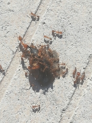 Solenopsis geminata
