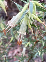 Styphelia triflora