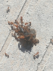 Solenopsis geminata