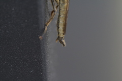 Eutolmus rufibarbis