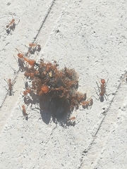 Solenopsis geminata