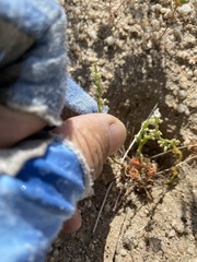 Pectocarya penicillata