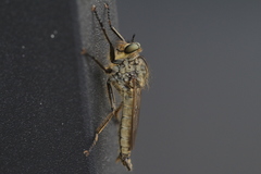 Eutolmus rufibarbis