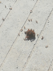 Solenopsis geminata