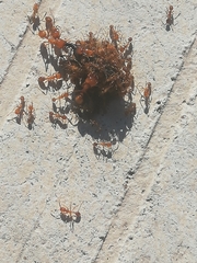 Solenopsis geminata