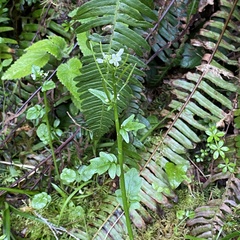 Cardamine breweri orbicularis