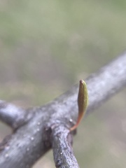 Callirhytis gallaestriatae