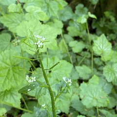 Cardamine breweri orbicularis