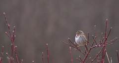 Melospiza melodia image