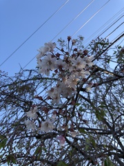 Prunus