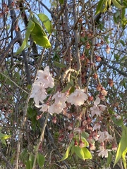 Prunus