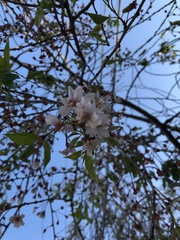 Prunus