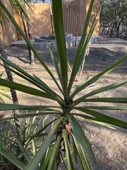 Agave