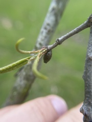 Amphibolips ellipsoidalis