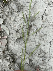Glyceria declinata