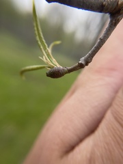 Amphibolips ellipsoidalis
