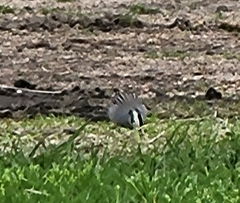 Zonotrichia leucophrys